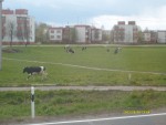 Kühe im Plattenbauviertel